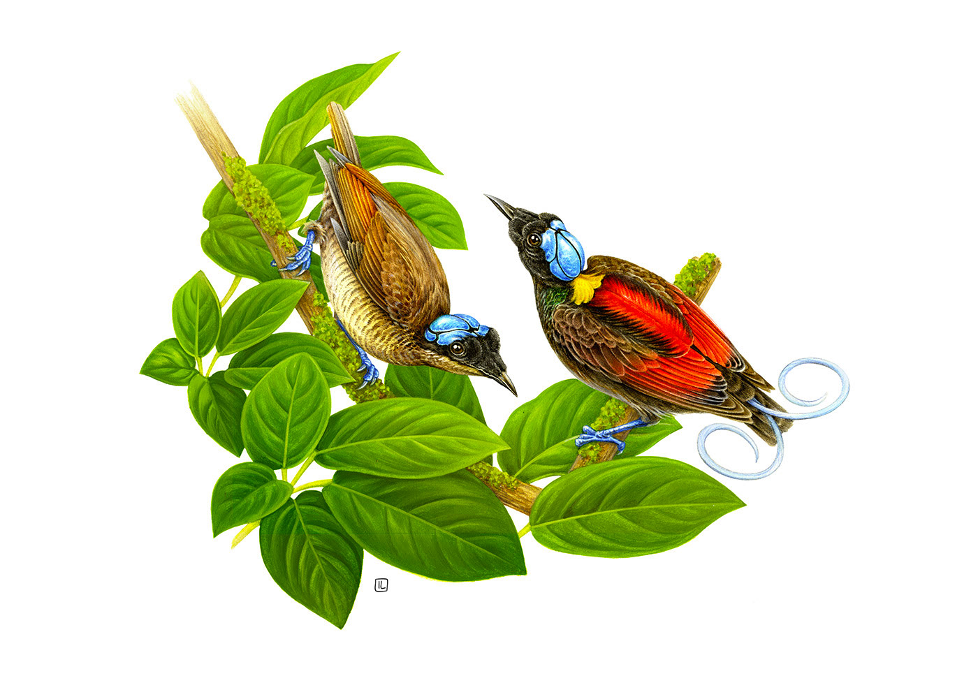 <a href=http://edabuilding.com/sheji/chahua/ target=_blank class=infotextkey>宋</a>Irene LaschiL<a href=http://edabuilding.com/sheji/chahua/ target=_blank class=infotextkey>宋</a>Ʒ