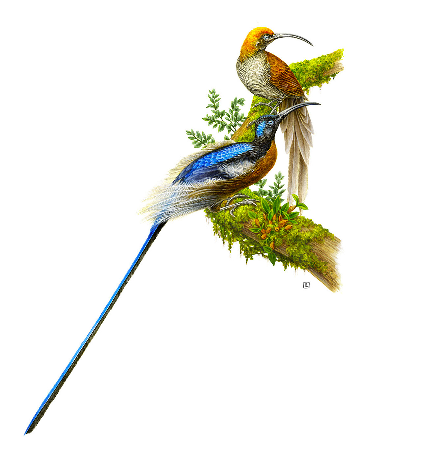 <a href=http://edabuilding.com/sheji/chahua/ target=_blank class=infotextkey>宋</a>Irene LaschiL<a href=http://edabuilding.com/sheji/chahua/ target=_blank class=infotextkey>宋</a>Ʒ