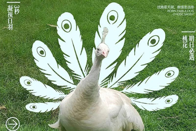 һ�M��(d��ng)��Ԫ�غ���(b��o)��ʽ�`��